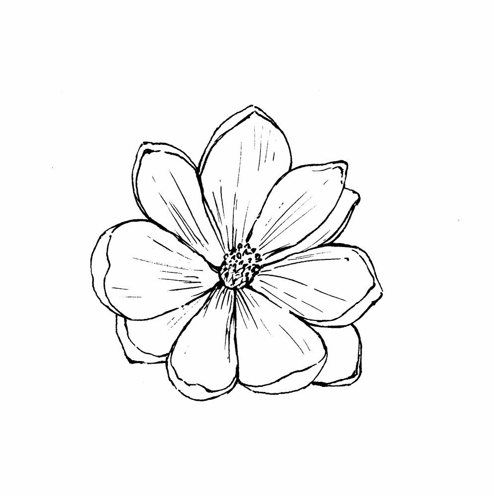 995x1000 Magnolia Outline Flower Image - Magnolia Flower Sketch