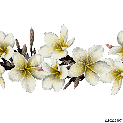 500x500 Seamless Strip Of Magnolia Flower Sketch Vector Graphics Color - Magnolia Flower Sketch