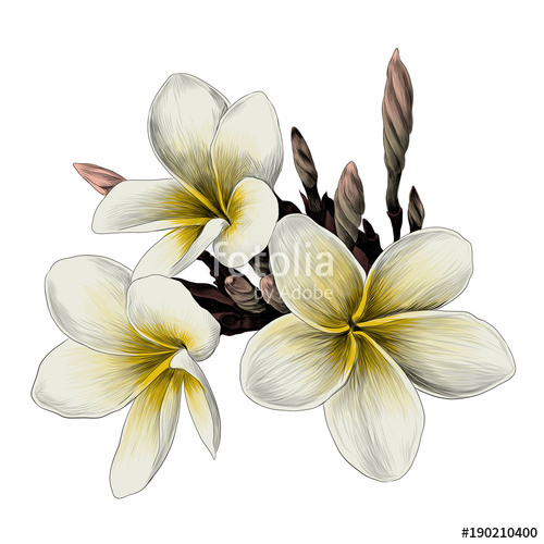 500x500 Three Magnolia Flower Sketch Vector Graphics Color Picture Stock - Magnolia Flower Sketch