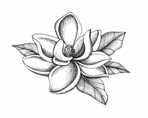 604x485 Botanical Illustrations By Meghan Witzke - Magnolia Flower Sketch