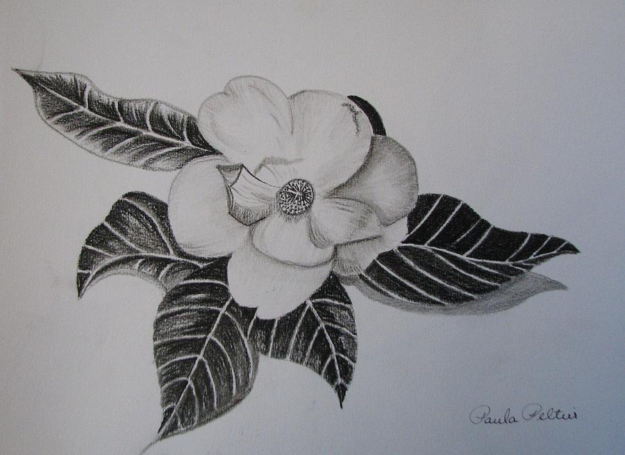 900x655 Charcoal Magnolia I Drawing By Paula Peltier - Magnolia Flower Sketch
