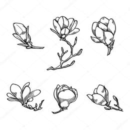 260x260 Download Magnolia Flower Vector Clipart Black And White Flower Sketch - Magnolia Flower Sketch