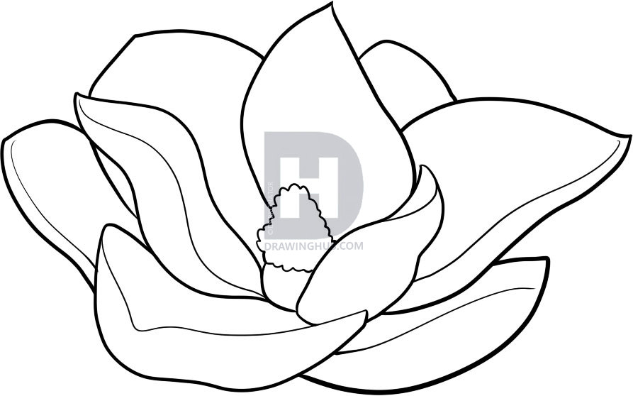 893x558 How To Draw A Magnolia, Step By Step, Drawing Guide, By Darkonator - Magnolia Flower Sketch