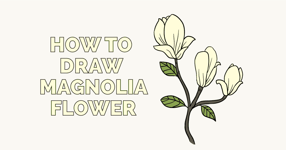 1200x628 How To Draw Magnolia Flowers - Magnolia Flower Sketch
