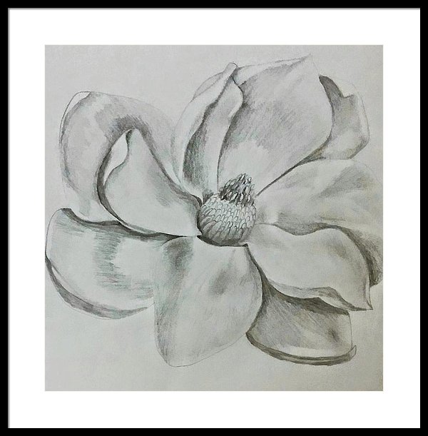 600x611 Magnolia Sketch Framed Print By Ashley Adams - Magnolia Sketch