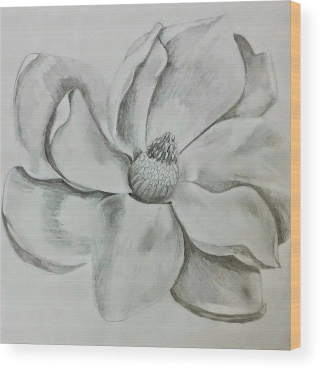 641x740 Magnolia Sketch Wood Print By Ashley Adams - Magnolia Sketch