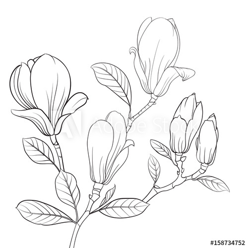 500x500 Magnolia Blooming Flower. Linear Sketch Of Magnolia Flower. Line - Magnolia Sketch