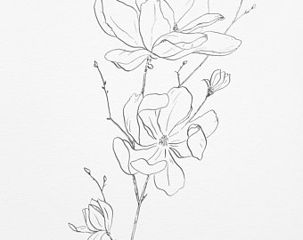 340x270 Magnolia Drawing Etsy - Magnolia Sketch