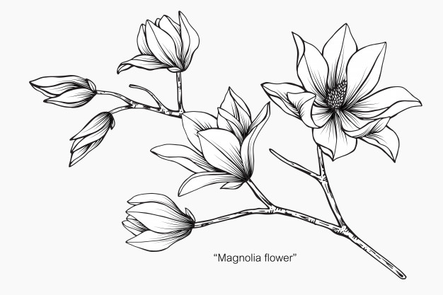 626x417 Magnolia Flower Drawing Illustration. Vector Premium Download - Magnolia Sketch
