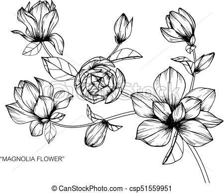 450x389 Magnolia Flower. Drawing And Sketch With Black And White Line Art. - Magnolia Sketch