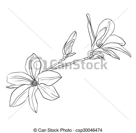 450x440 Magnolia Flowers. Hand Drawn Realistic Magnolia Sketch, Vector - Magnolia Sketch