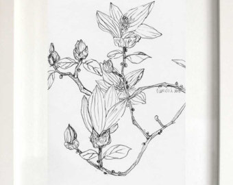 340x270 Magnolia Sketch Etsy - Magnolia Sketch