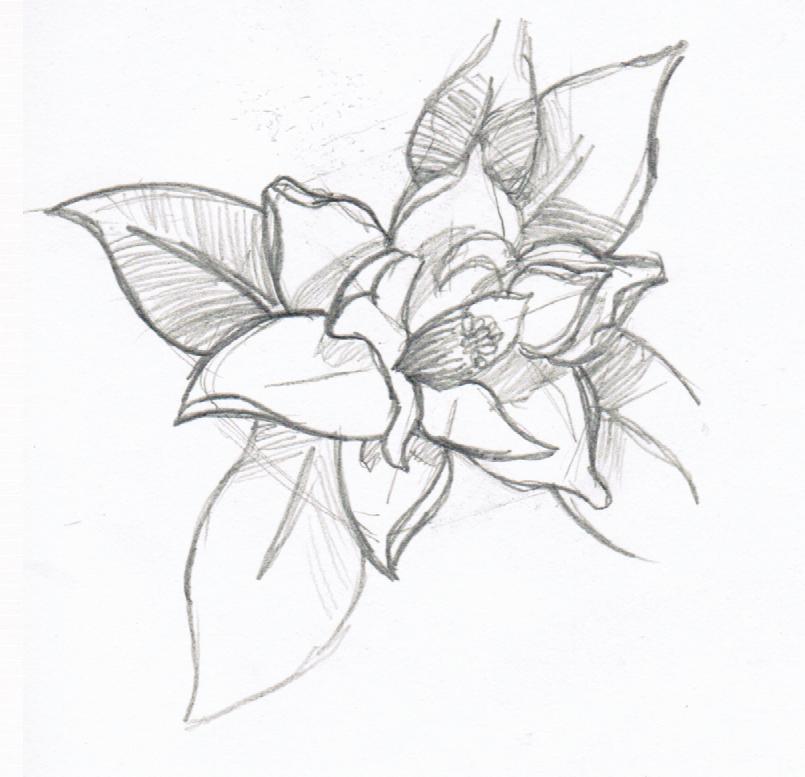 805x777 Magnolia Sketch By Noangelhonestly - Magnolia Sketch