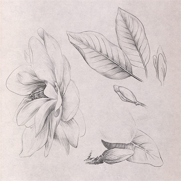 600x600 Magnolia Sketches For Moscato Labels On Behance - Magnolia Sketch