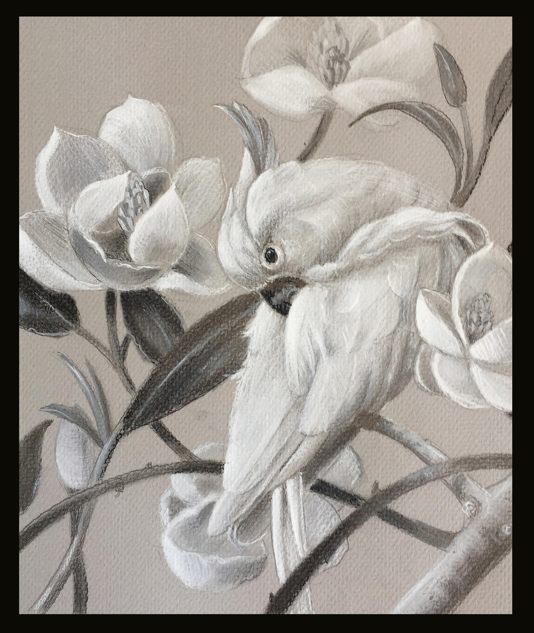 1842x2183 Marsha Bowers Artwork Parrot With Magnolia Sketch Original - Magnolia Sketch