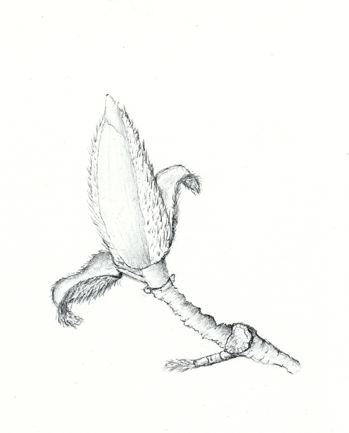 684x850 Nuncketest Magnolia Sketch - Magnolia Sketch