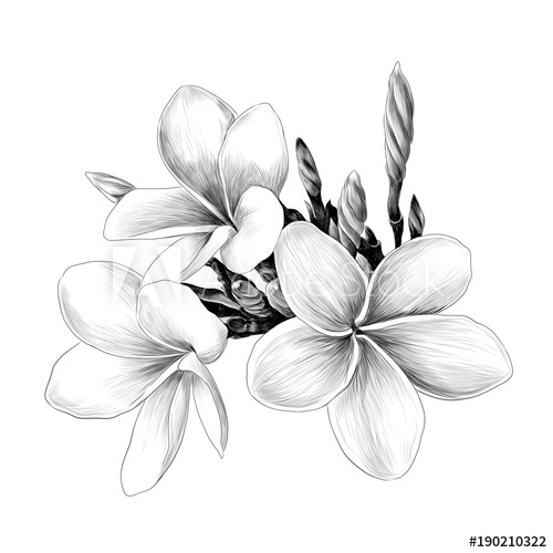 500x500 Three Magnolia Flower Sketch Vector Graphics Monochrome Drawing - Magnolia Sketch