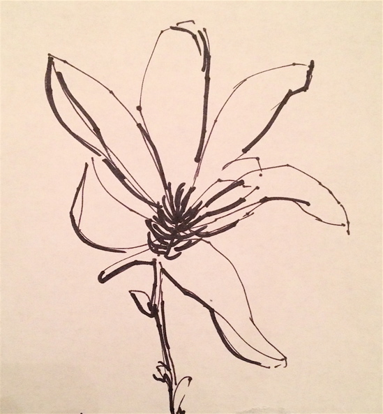 549x593 Deborah May Flower Challenge Day Two Blue Magnolia - Magnolia Sketch