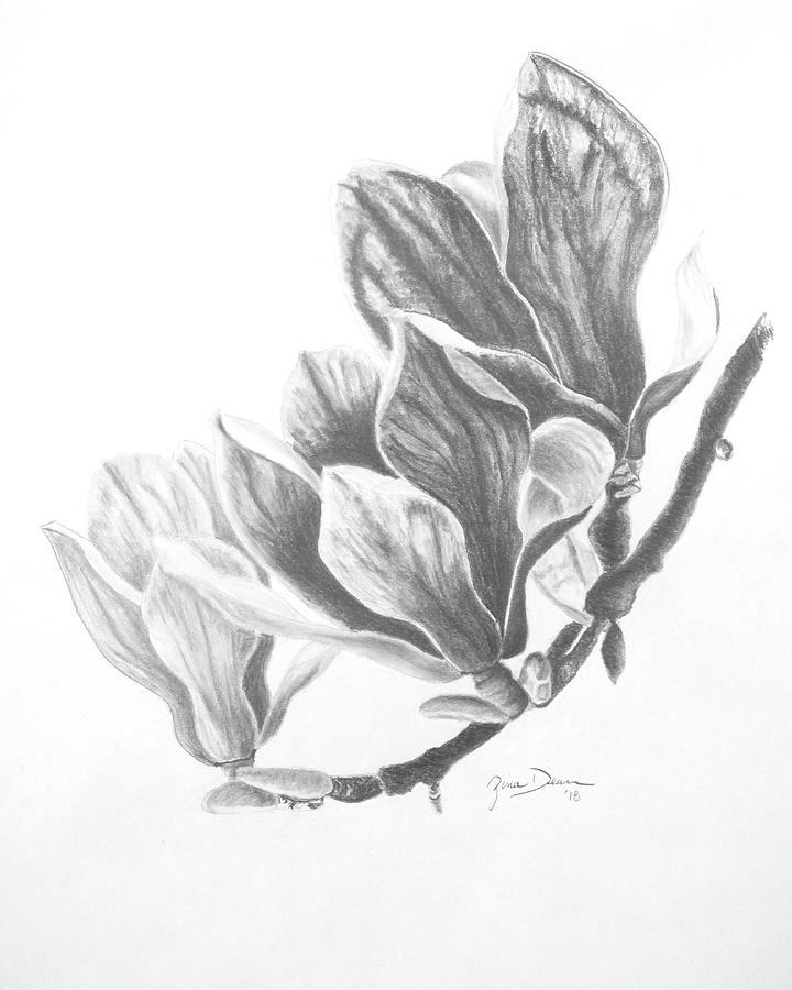 Magnolia Tree Sketch at PaintingValley.com | Explore collection of