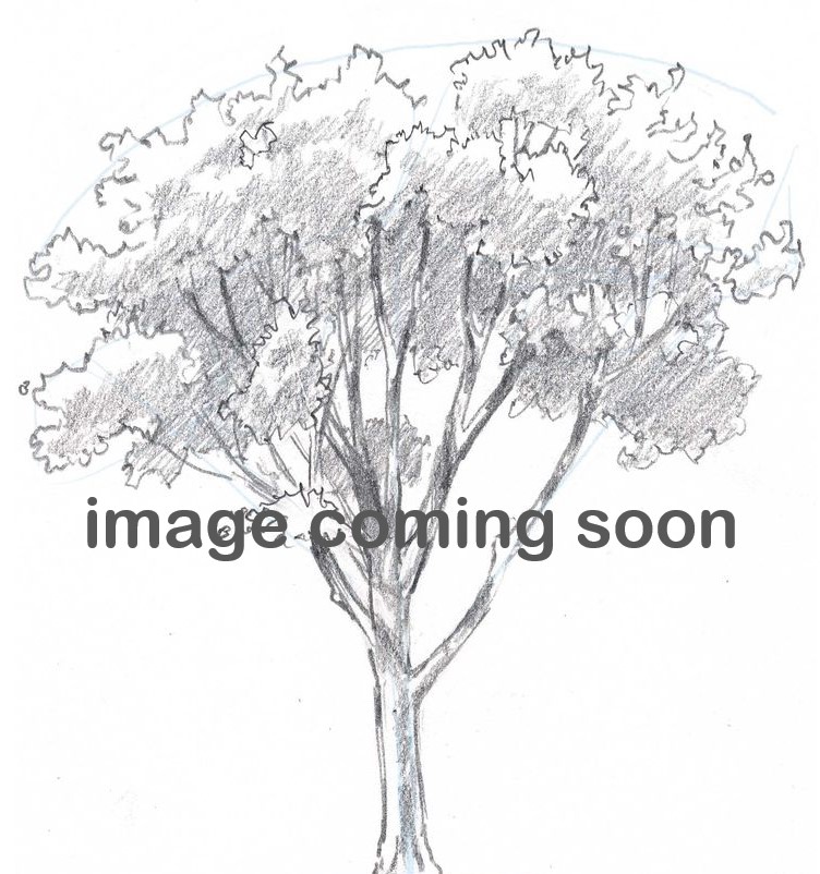 Magnolia Tree Sketch at PaintingValley.com | Explore collection of ...