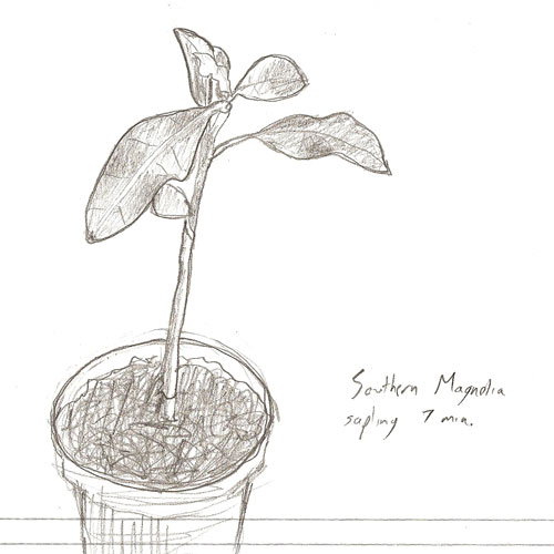 500x500 The Rainforest Garden Sketch A Plant Sunday - Magnolia Tree Sketch