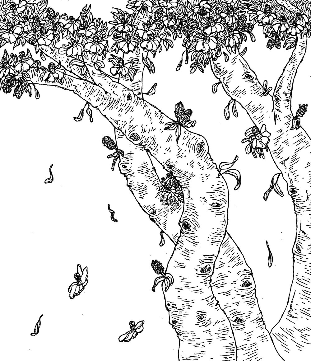 1000x1160 Drawing Kelsey Gallagher - Magnolia Tree Sketch