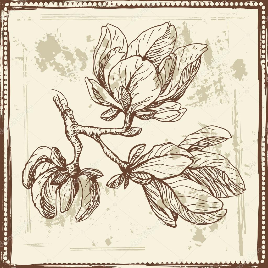 Magnolia Tree Sketch at Explore collection of