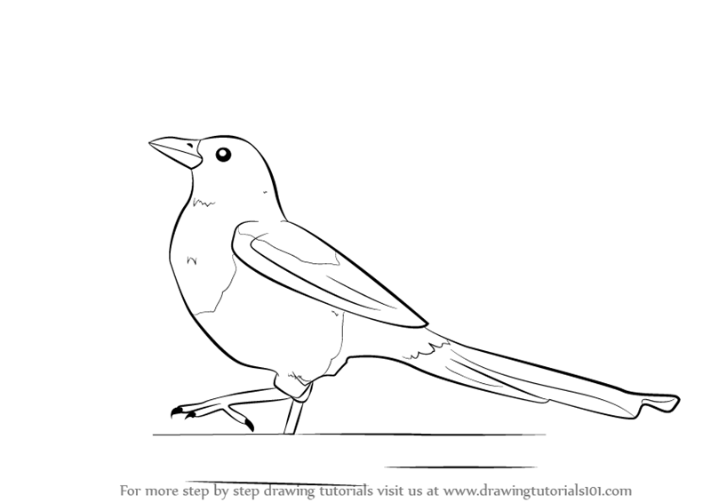 800x566 Learn How To Draw A Magpie (Birds) Step By Step Drawing Tutorials - Magpie Sketch
