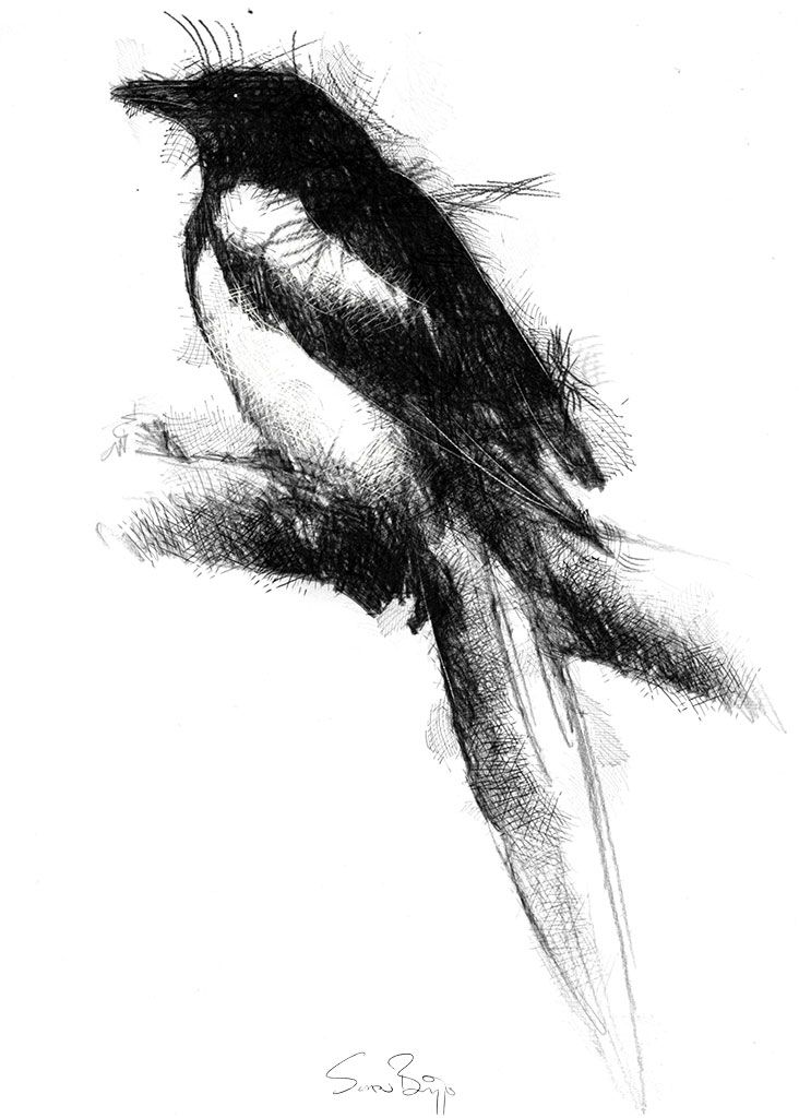 732x1024 Magpie Drawing Ideas Drawing Sketches, Magpie And - Magpie Sketch