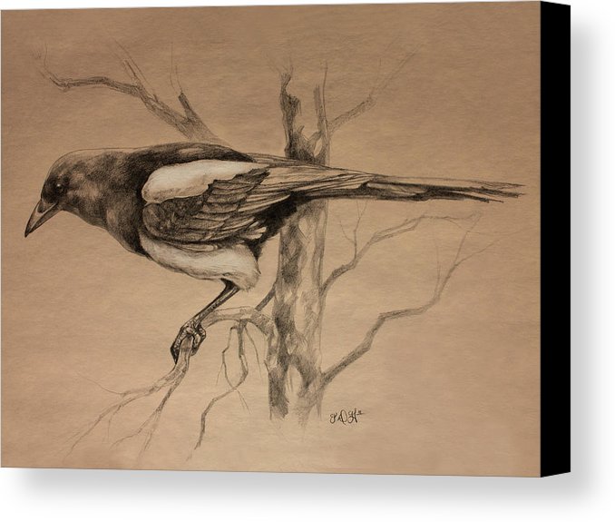 678x575 Magpie Sketch Canvas Print Canvas Art By Derrick Higgins - Magpie Sketch