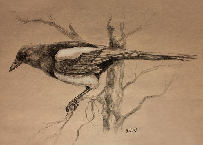 700x500 Magpie Sketch Greeting Card For Sale By Derrick Higgins - Magpie Sketch