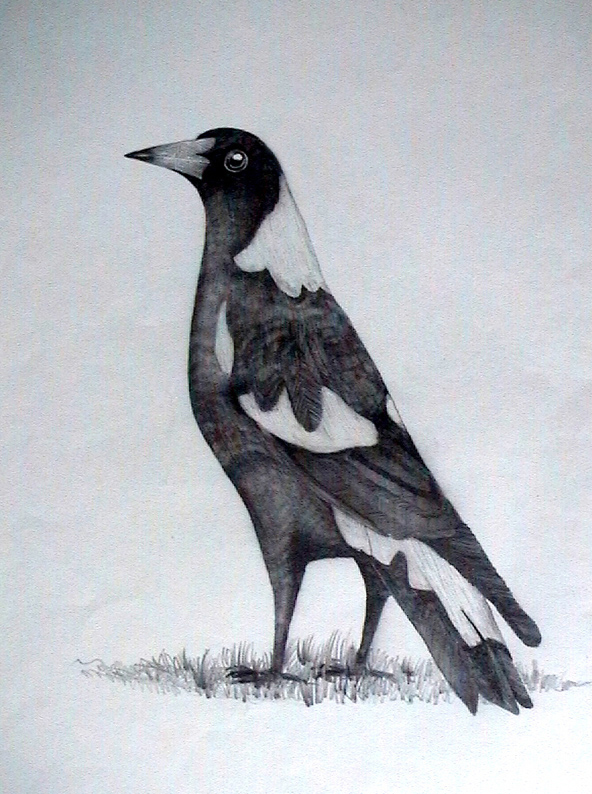 592x794 Magpie Sketch Ii By Xjames7 - Magpie Sketch