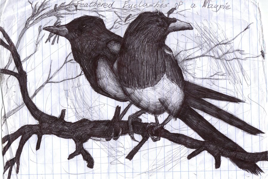 900x600 Magpie Sketch By Cillianl0 - Magpie Sketch