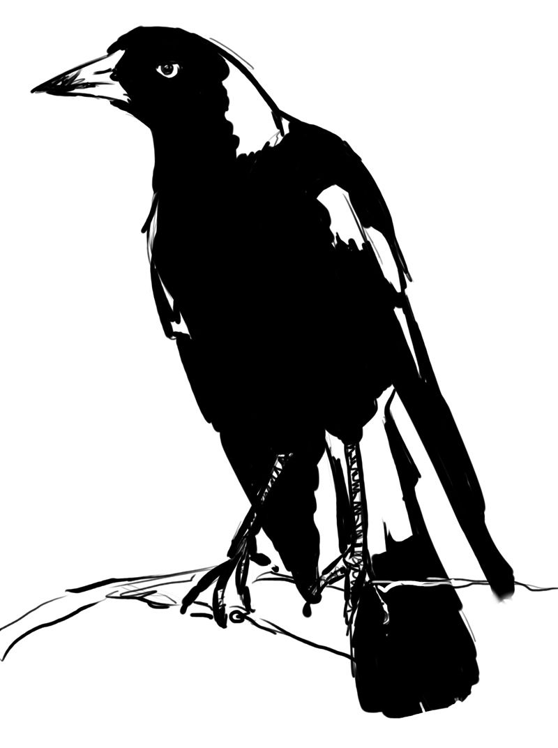 800x1072 Magpie Sketch By Studiozoe Ben Magpie, Sketches - Magpie Sketch