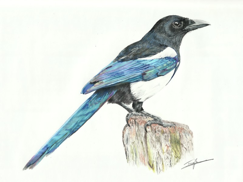 Magpie Sketch at Explore collection of Magpie Sketch