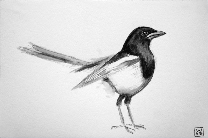 725x483 Magpie Graphite Drawing Will Lineberger Eskridge - Magpie Sketch