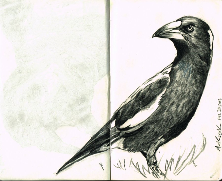900x733 Magpie Sketch By Nickmockoviak - Magpie Sketch