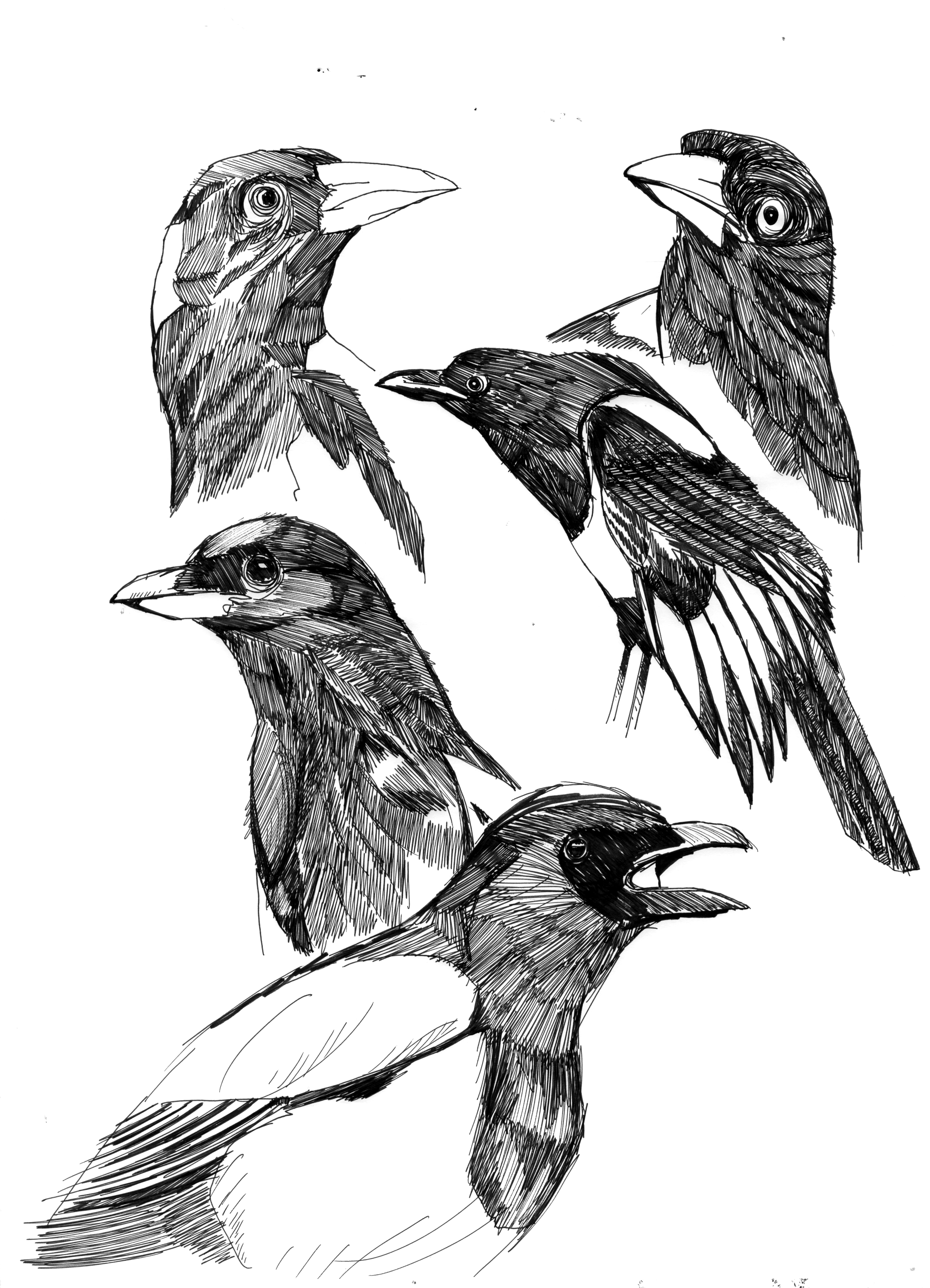 3475x4812 Magpie Nick Gribbon Illustration - Magpie Sketch