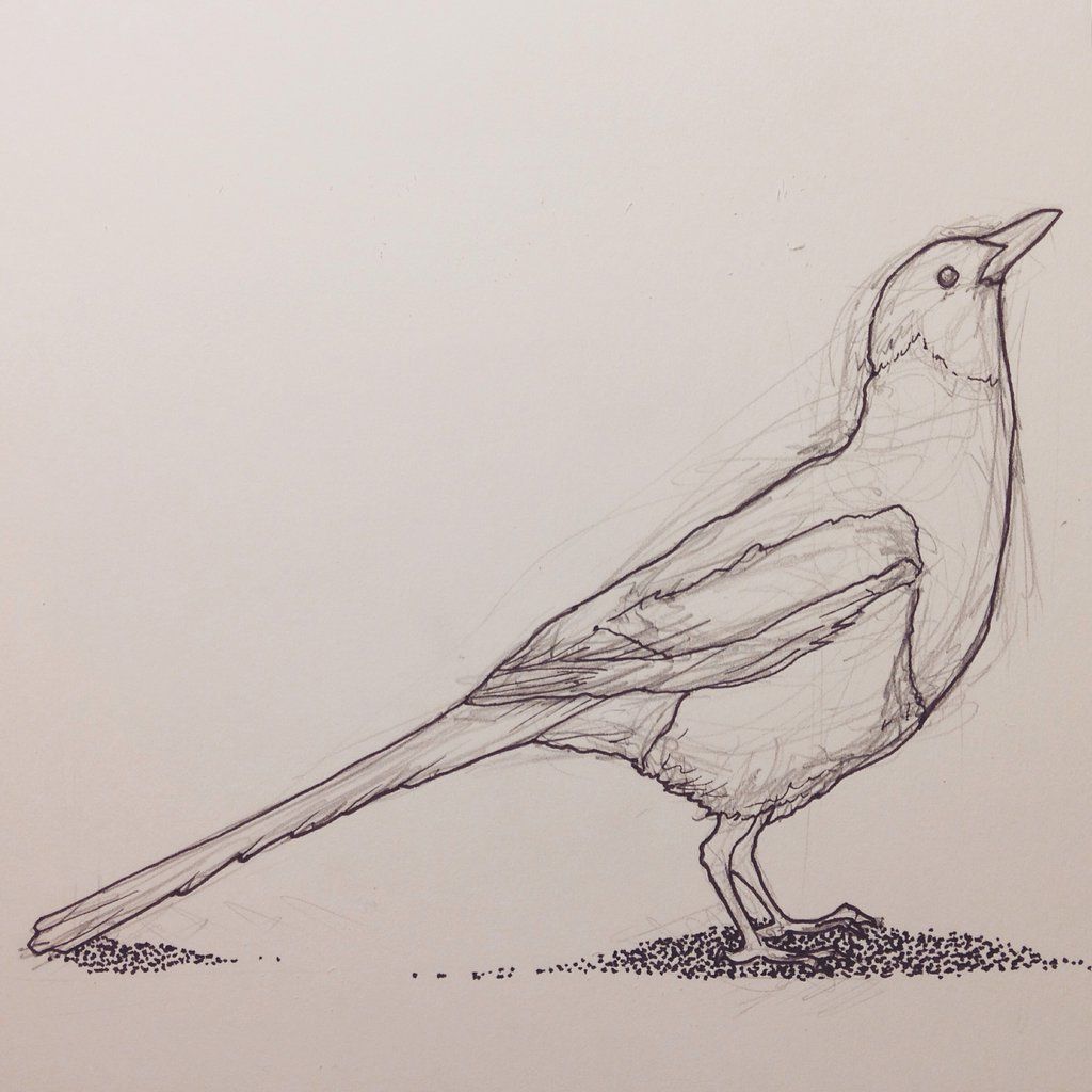 1024x1024 Magpie Sketch - Magpie Sketch