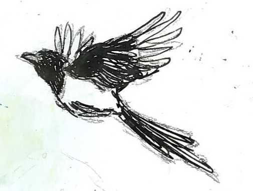 505x381 Magpie Aimeelockwood - Magpie Sketch