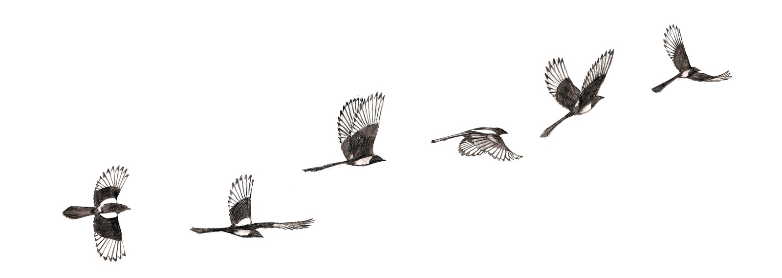1600x569 Drawing From Experience... Magpies - Magpie Sketch