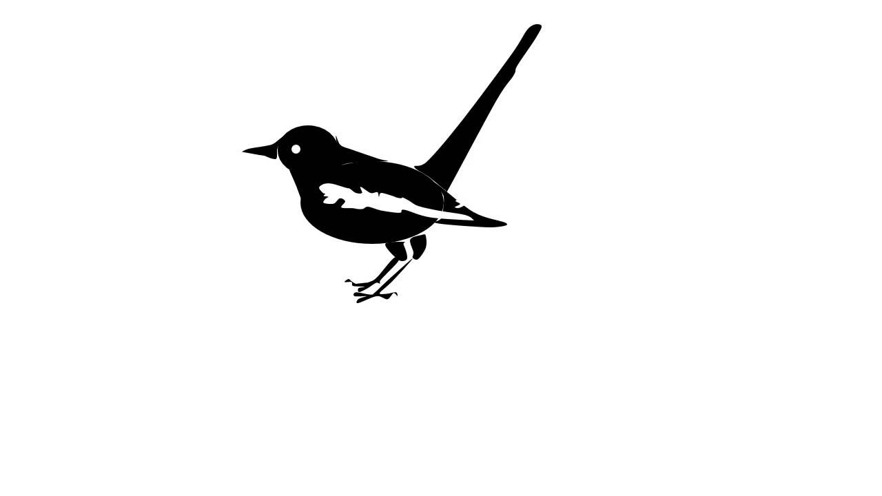 1280x720 How To Draw A Magpie. - Magpie Sketch