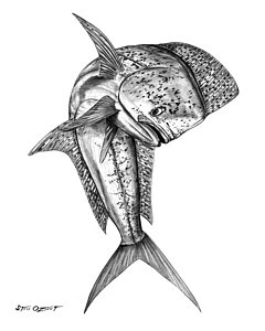 240x300 Mahi Mahi Drawings Fine Art America - Mahi Sketch