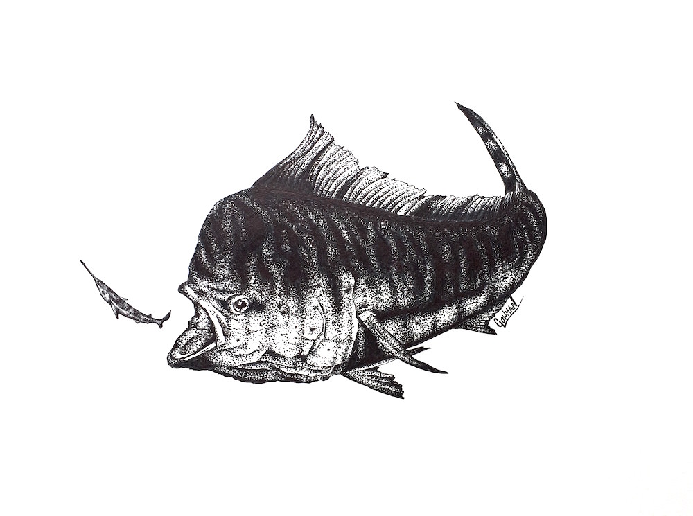 Mahi Sketch at Explore collection of Mahi Sketch