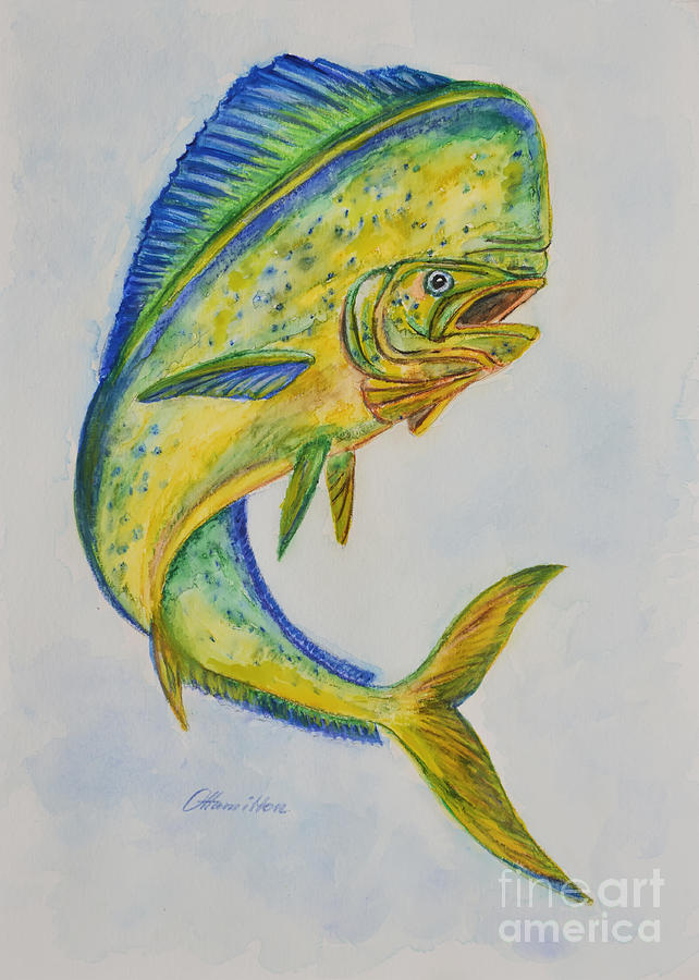 642x900 Mahimahi Watercolor Painting By Olga Hamilton - Mahi Sketch