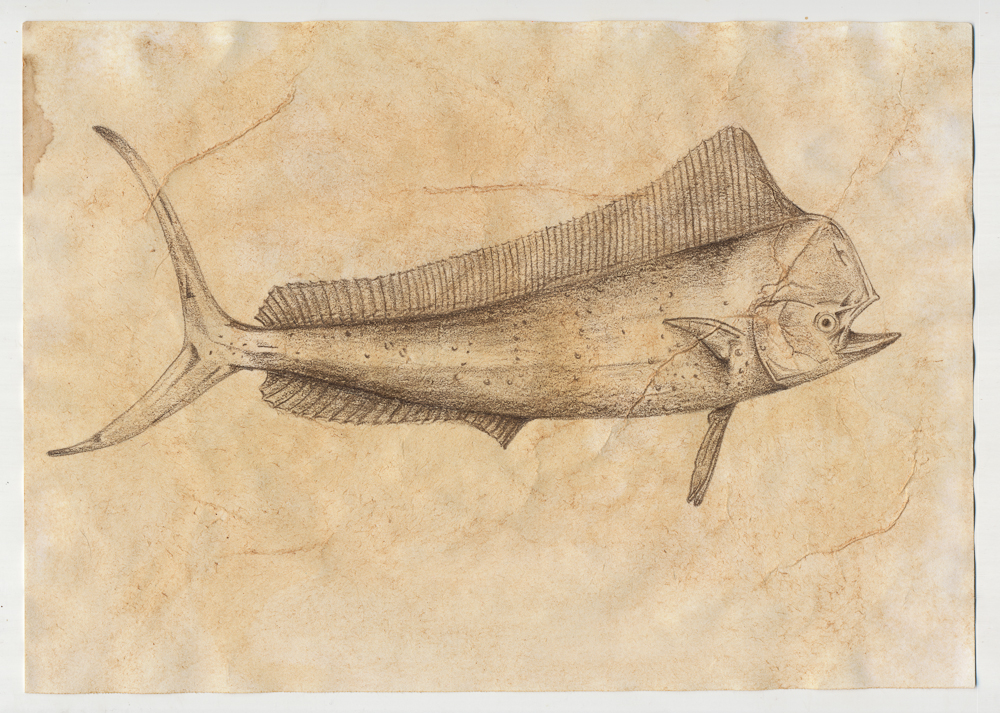 1000x713 Sharks Eat Meat Day 119 - Mahi Sketch