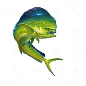 300x300 Stock Illustration Mahi Mahi Fish Dolphin White Image Shopatcloth - Mahi Sketch