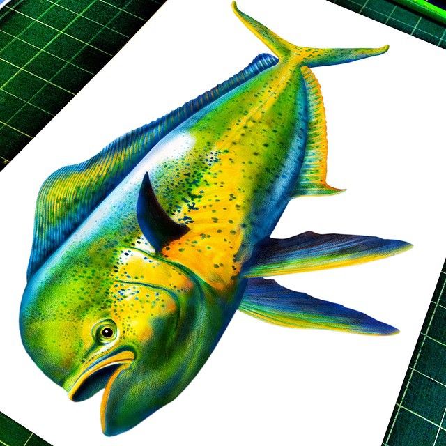 640x640 Tim Jeffs Art My Mahi Mahi Colored Pencil Drawing Is 99 - Mahi Sketch