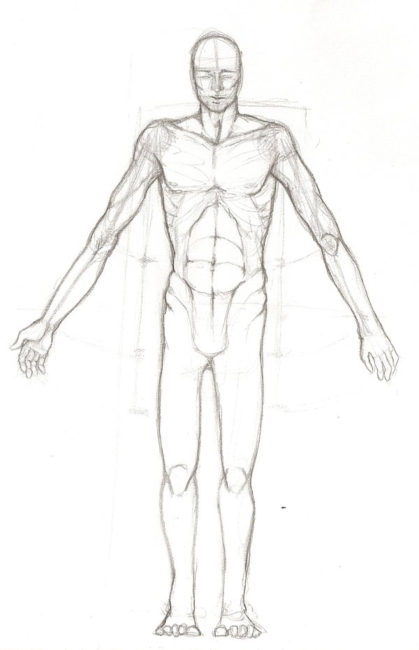 600x931 Male Anatomy Sketch Ii By Sky Diving Kiwi - Male Anatomy Sketch