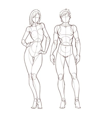 404x475 Male And Female Anatomy Reference Guide Drawing References And - Male Anatomy Sketch